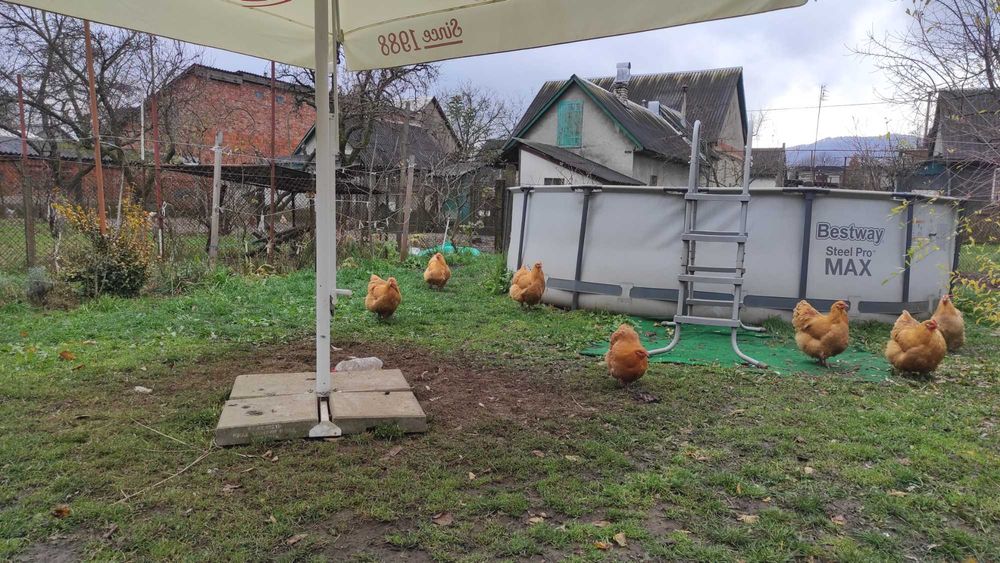 Продаж курей породи Орпінтон.