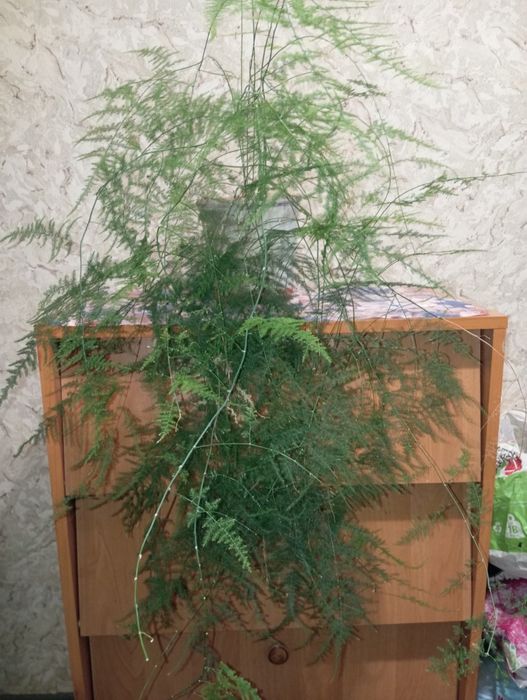 Аспарагус павутинка. Кімнатна рослина.