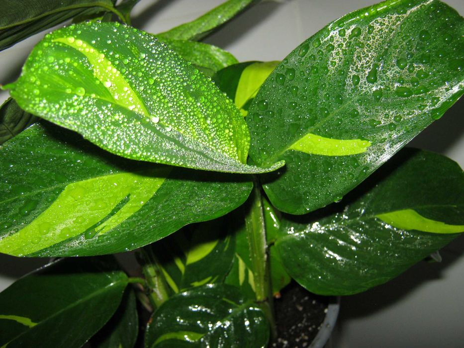 домашние калатея разные сорта