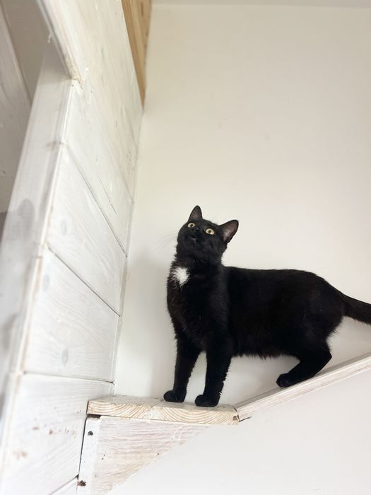 KLIMEK - dama w białym krawacie