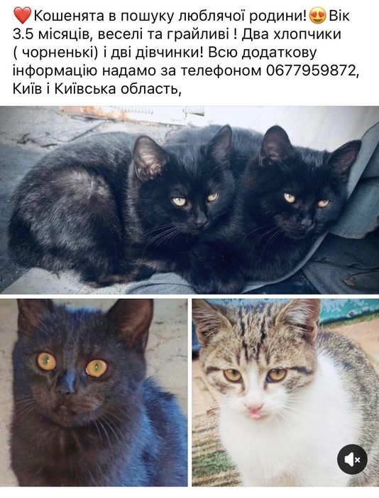 Милі котенята ласкаві друзі