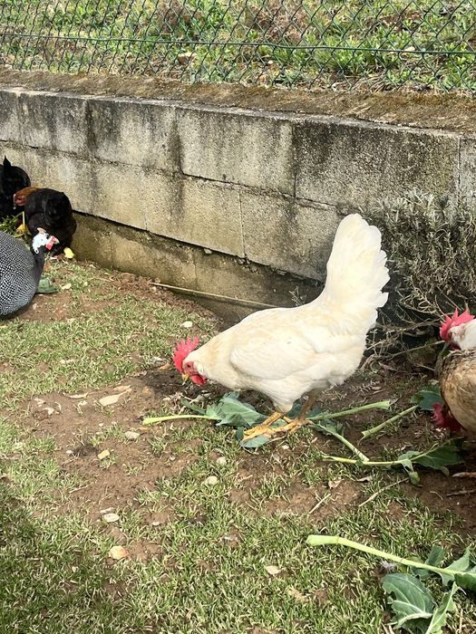 Ovos e pintos de galinha Leghorn - Alta Produção de Ovos Brancos