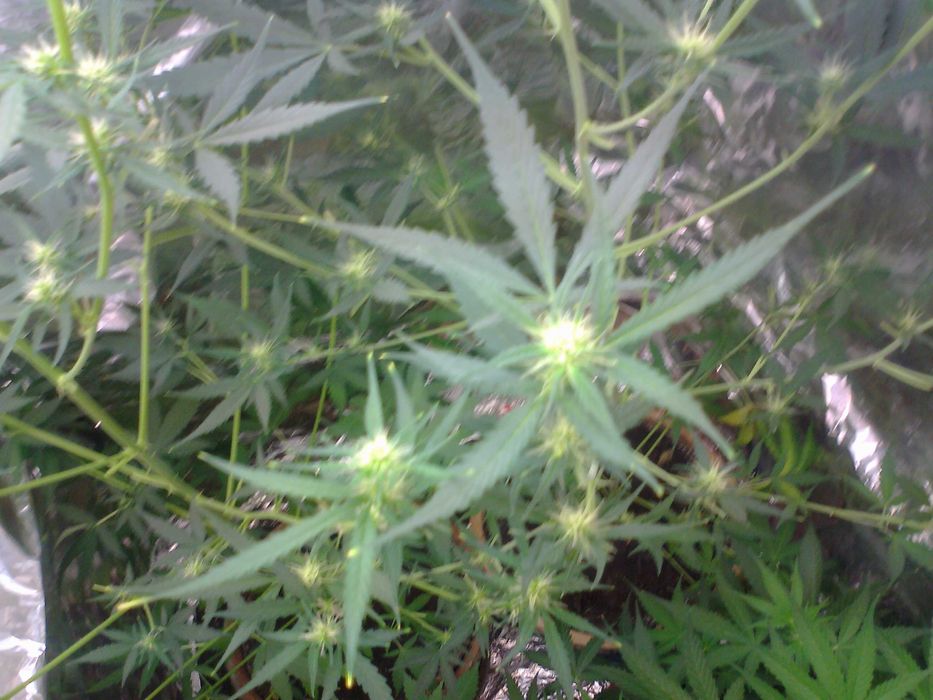 Afghan Kush 15g Suszu Roślinnego thc cbn cbl cbc Cannabis Flos (TOPY)