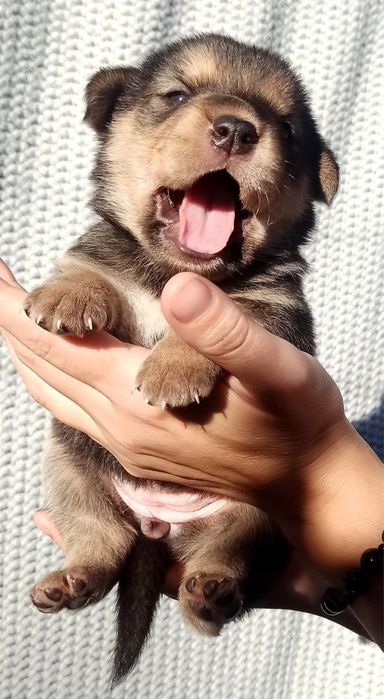 Цуценята шарпей /овчар