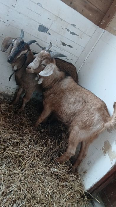 Sprzedam kozy i owce