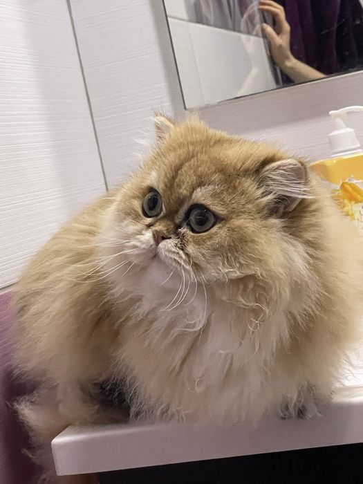 Длинношерстний кот котик  довгошерстний кошенята котята кошка