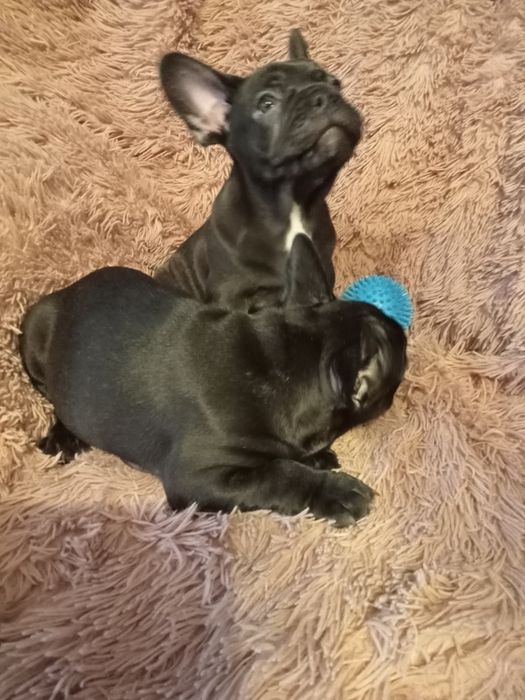 Buldog Francuski pieski