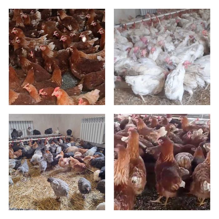 Продам кури несушки! Доставка безкоштовна. Дніпро!