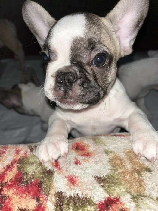 Малыши Французики