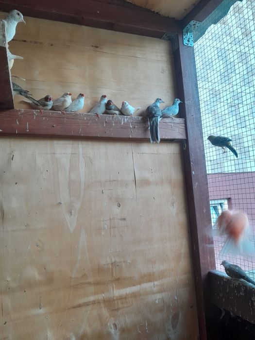 Zeberki, kanarki, gołąbki diamentowe