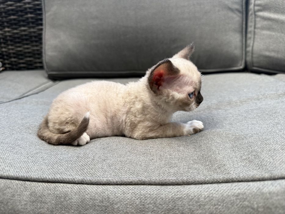 Devon rex kocur FPL