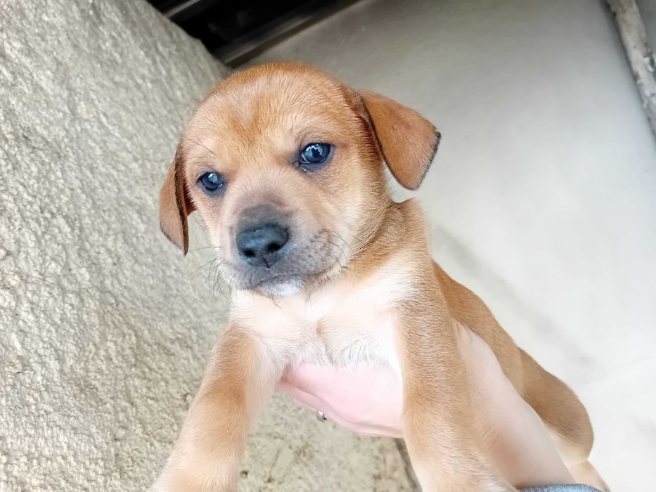 Urgente dá-se 2 femeas e 1 macho 3 meses