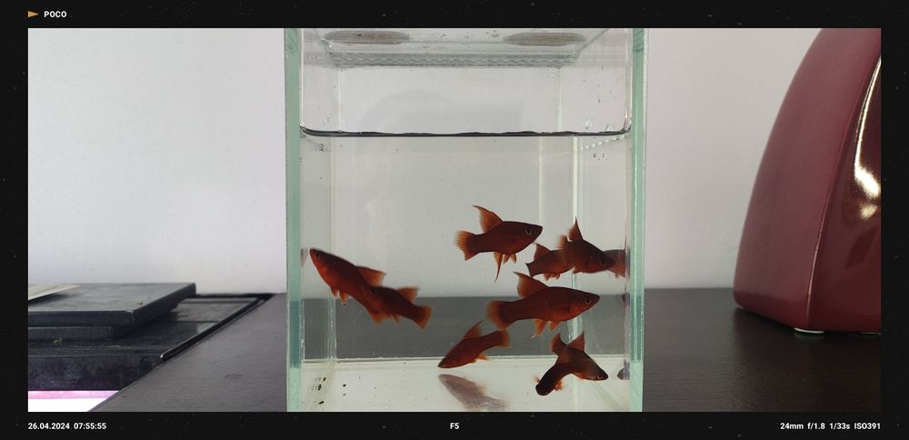 Mieczyki Czyste Delty