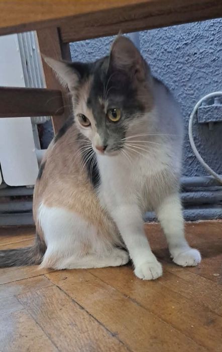 Kot kotek kotka do adopcji