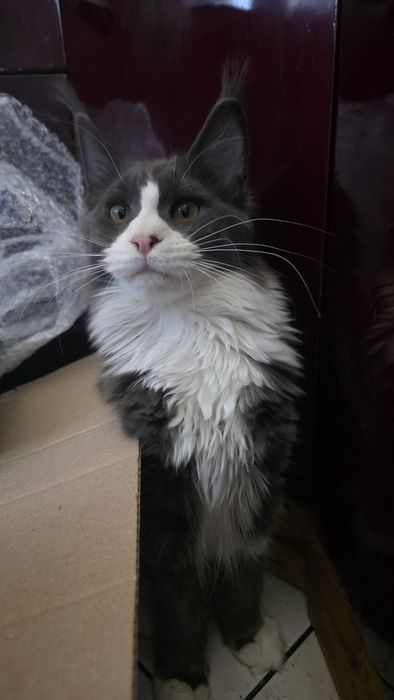 Piękna  kotka z Rodowodem FPL