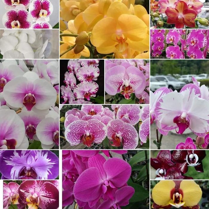 Подростки и взрослые  орхидей