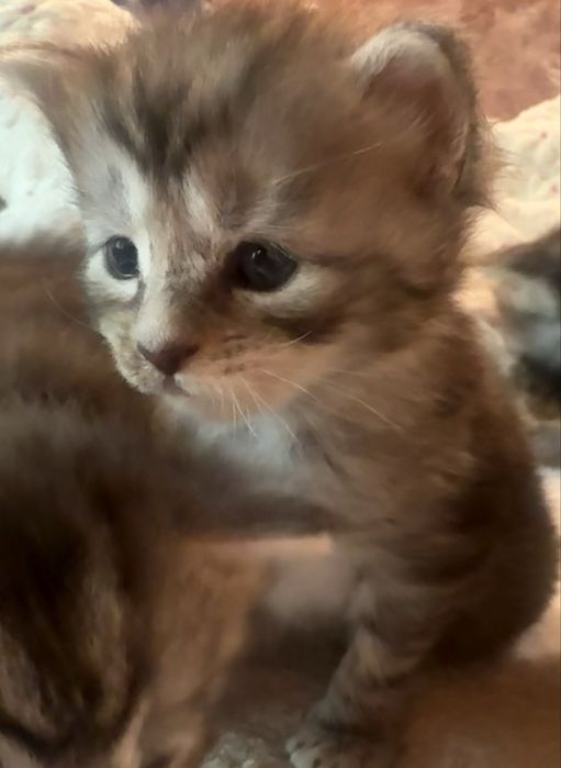 Mercedes Śliczna malutka dziewczynka maine coon