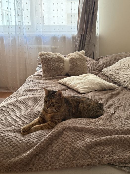 oddam kotka w dobre ręce