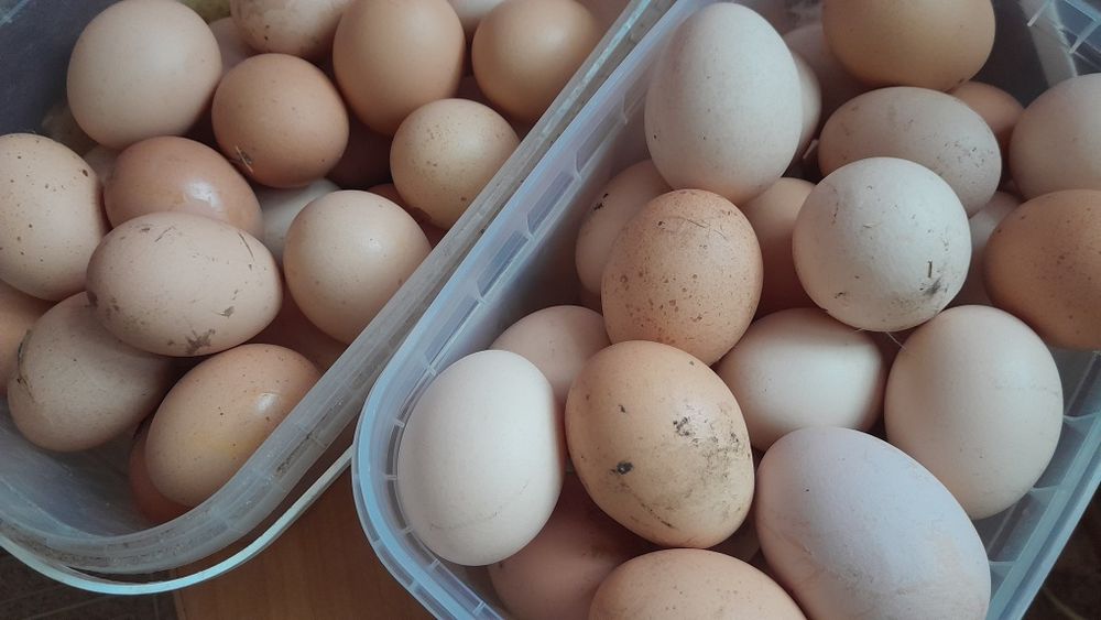 Яйца куриные,домашние.