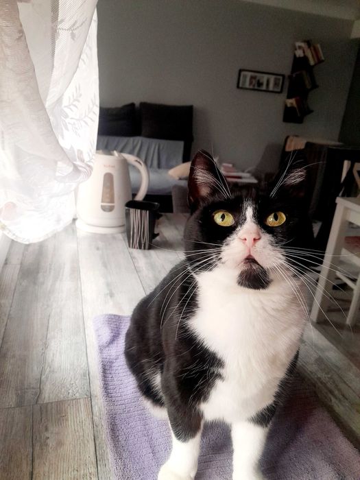 Kotka Angela szuka swojego człowieka