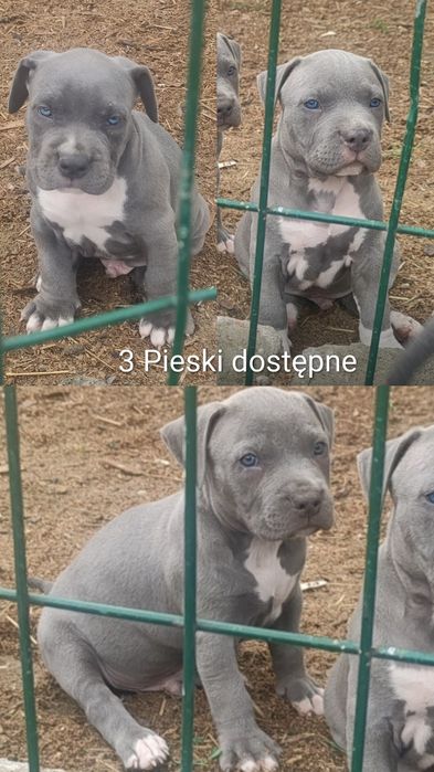 Amstaff , American staffordshire terrier