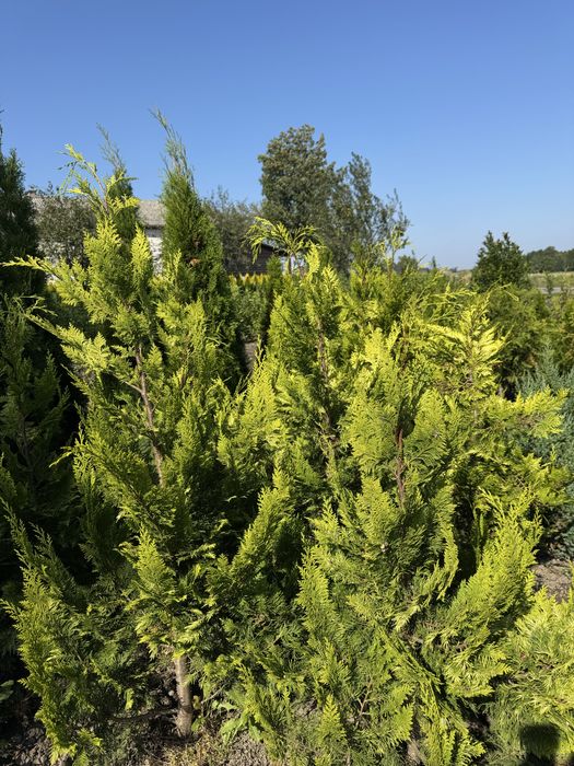 Cyprys Lawsona Ivonne 150-170cm