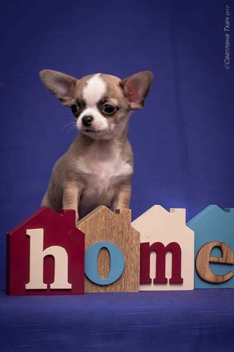 Чихуахуа. Доставка.