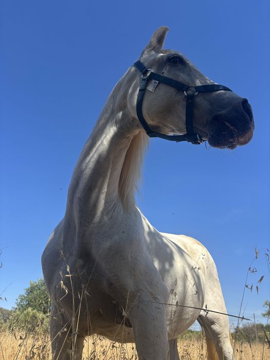 Vendo egua e cavalo