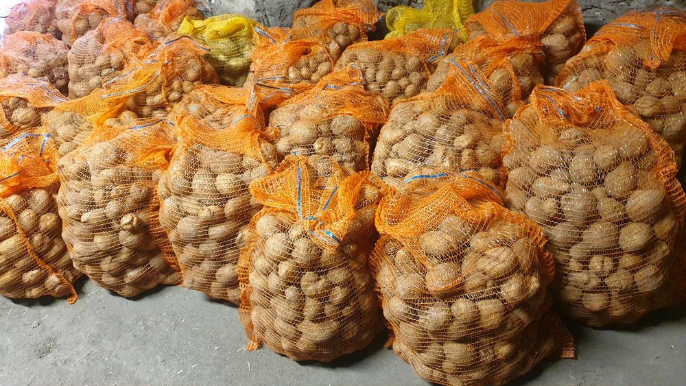 Ziemniaki paszowe wineta 30zl