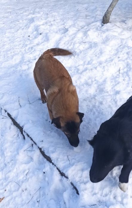 Цуценята 6 місяціа