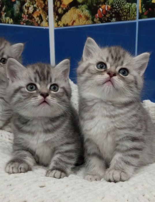 Британські кошенята, таббі.