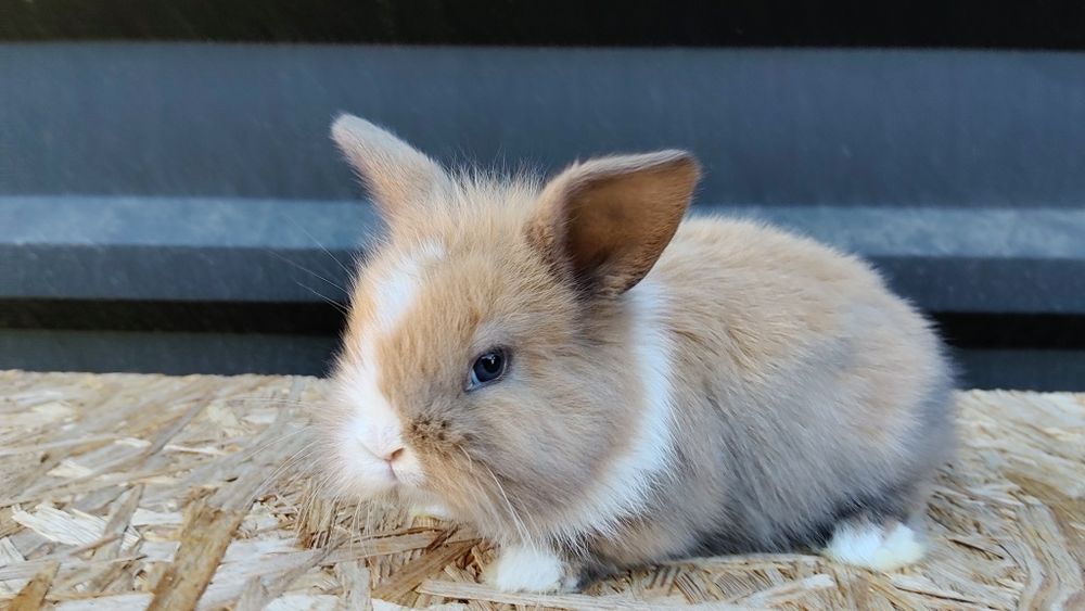Malutkie Króliczki MINI LOP odrobaczone zaszczepione