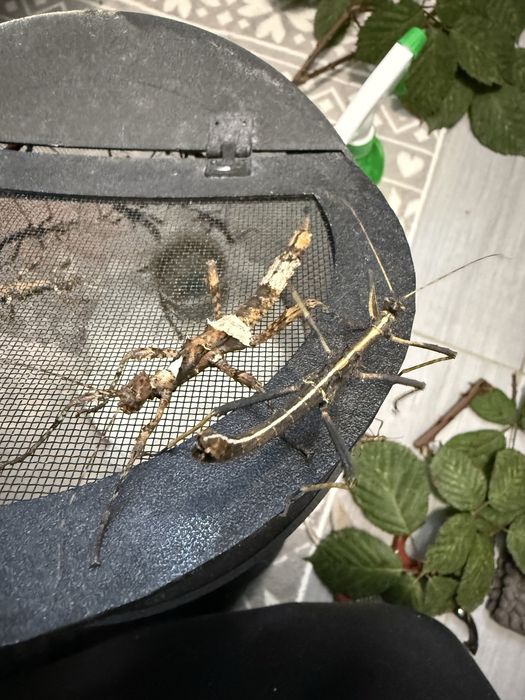 Straszyk Filipiński