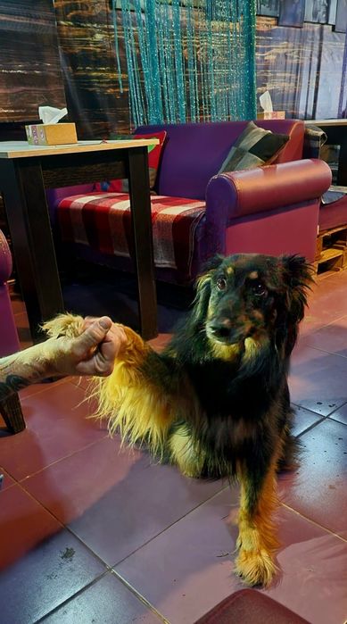 Собака в добрi руки