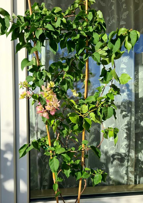 Bougainvillea bugenwilla kremowa zielona 90 - 100 cm bugenwila