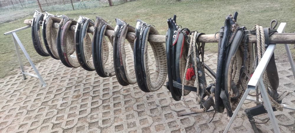 kon klacz chomąto uprząż