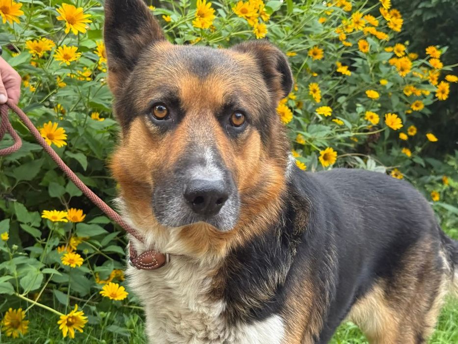 Lord dostojny samiec do adopcji