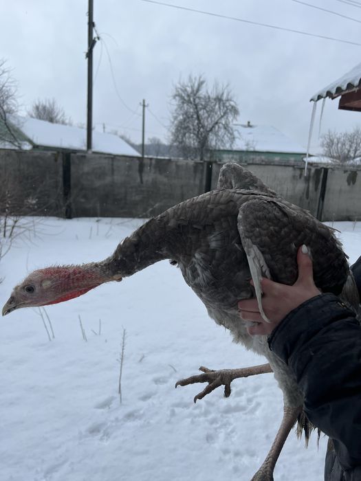 Індик молодий сірий