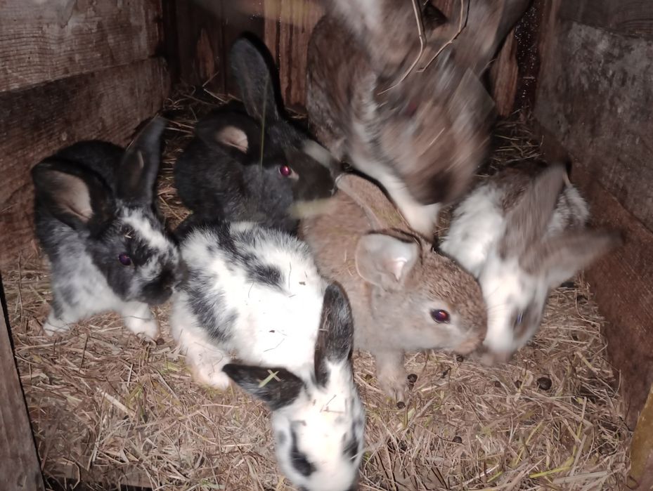 Króliki Sprzedam młode