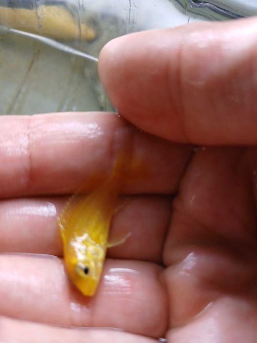 Labidochromis Caeruleus (5+1 juvenis).