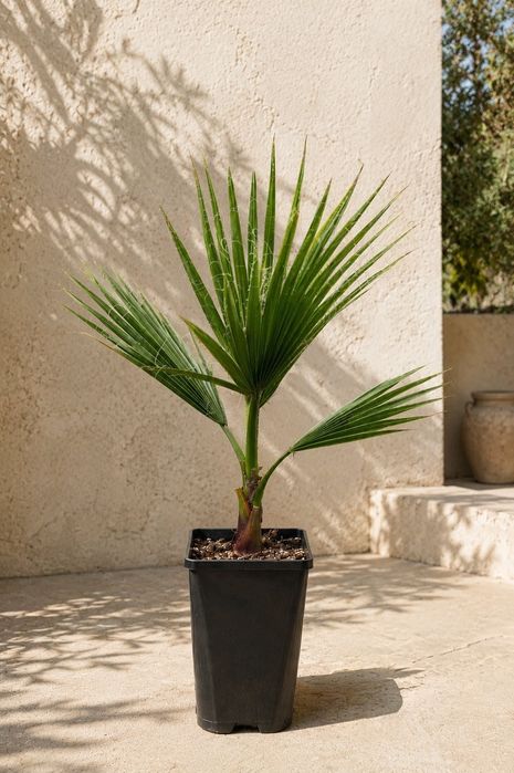 Duża palma mrozoodporna Waszyngtona Robusta 70-90cm | Polska szkółka