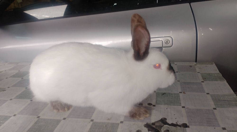 Samica Kalifornia Hawana polecam