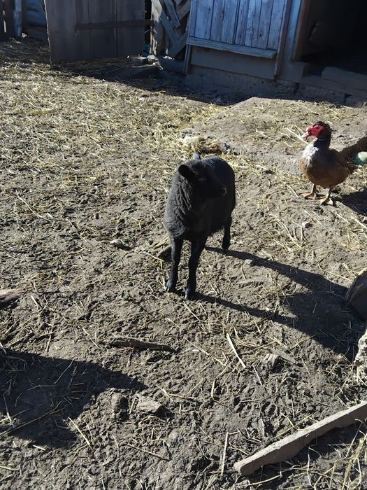 Продам Овечок є різні