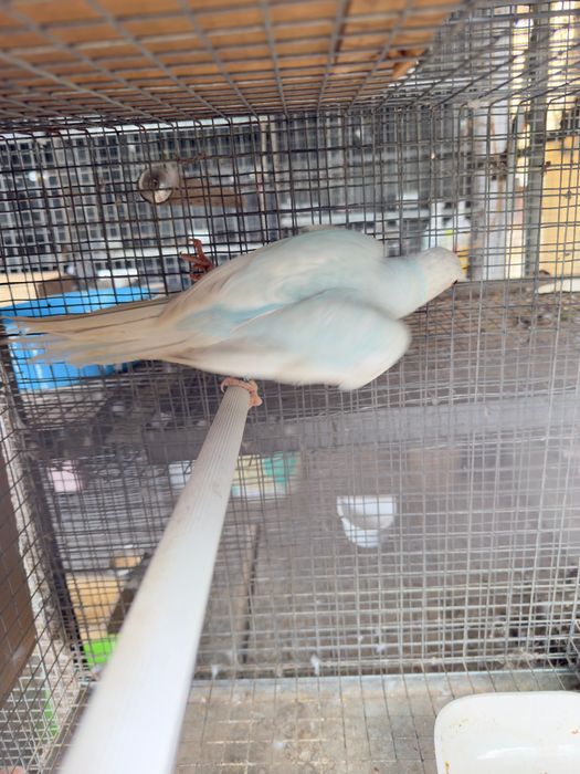 Ring necks sexsados