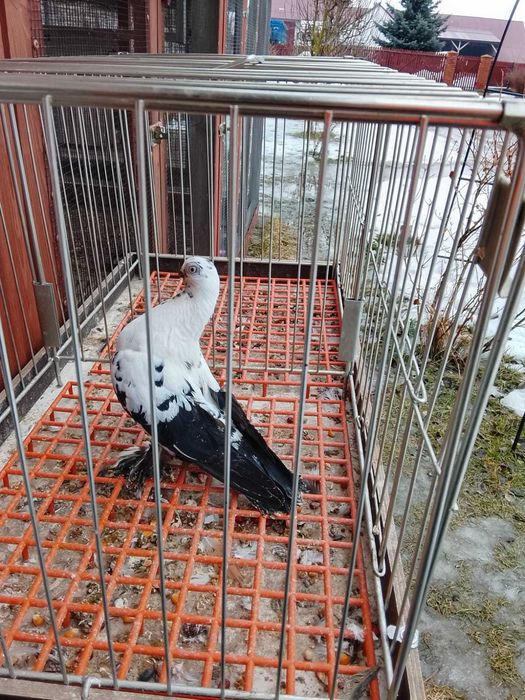 Motyl Warszawski - samica pulsująca