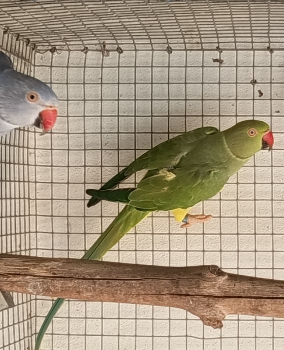 Ring necks CC adultos