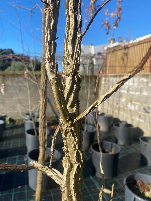 Liquidambar 3/4m