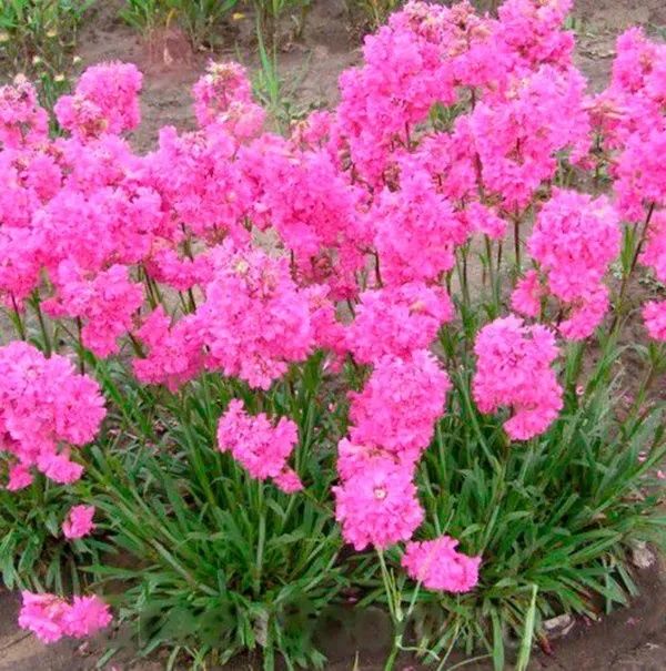 Смолка. Багаторічна.