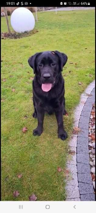 Czarny Samiec Labrador Retriever ZKwP FCI