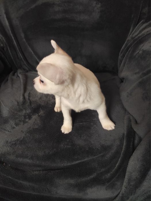 Чихуахуа девочка